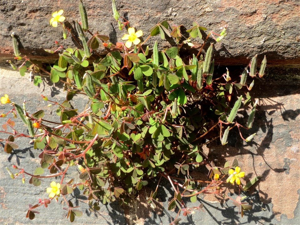 Horn-Sauerklee (Oxalis corniculata) in Saarbrücken