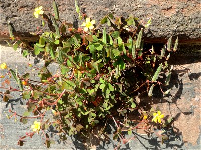 Horn-Sauerklee (Oxalis corniculata) in Saarbrücken