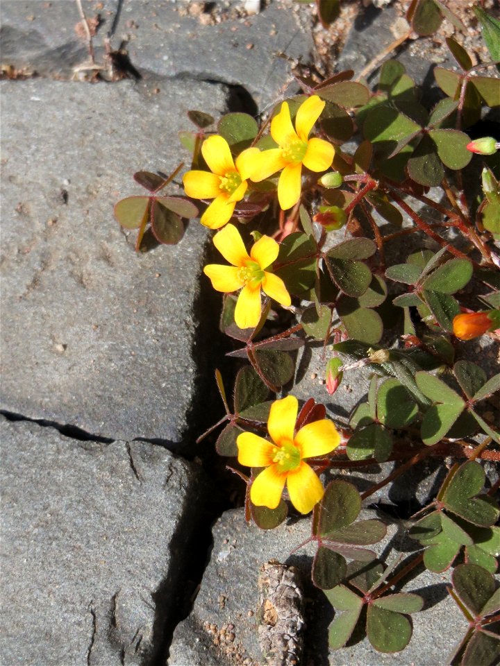 Horn-Sauerklee (Oxalis corniculata) in Saarbrücken