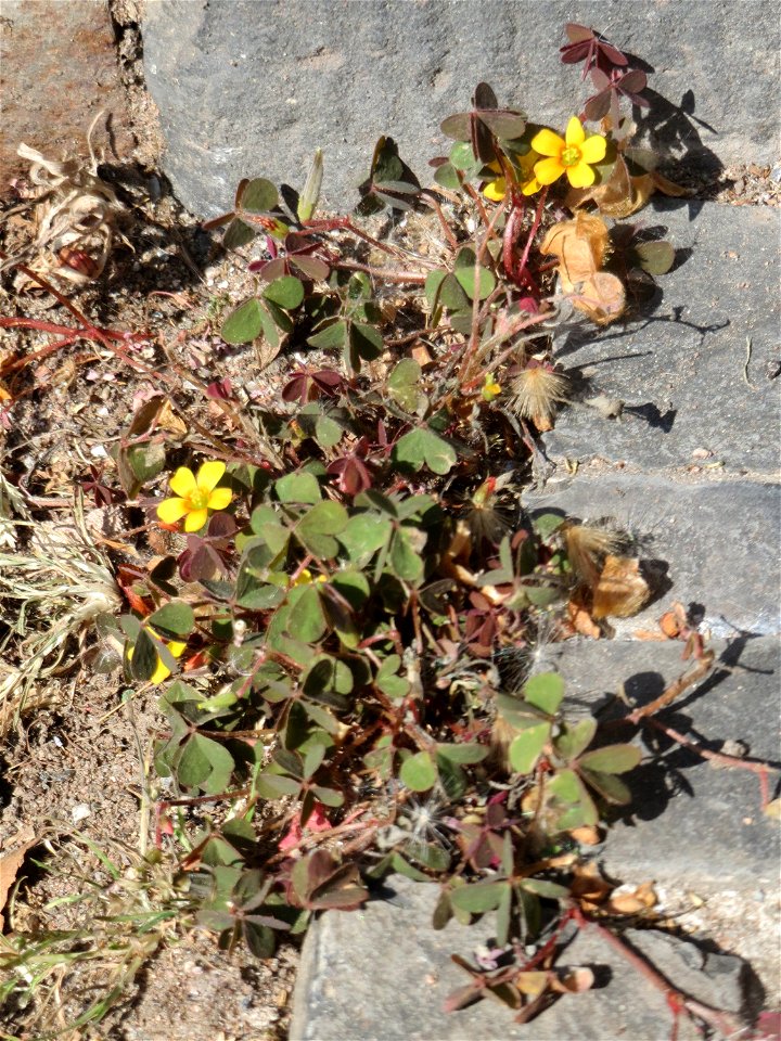 Horn-Sauerklee (Oxalis corniculata) in Saarbrücken