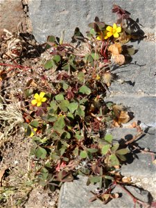 Horn-Sauerklee (Oxalis corniculata) in Saarbrücken