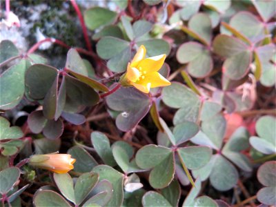 Ritzenbotanik: Horn-Sauerklee (Oxalis corniculata) in Hockenheim