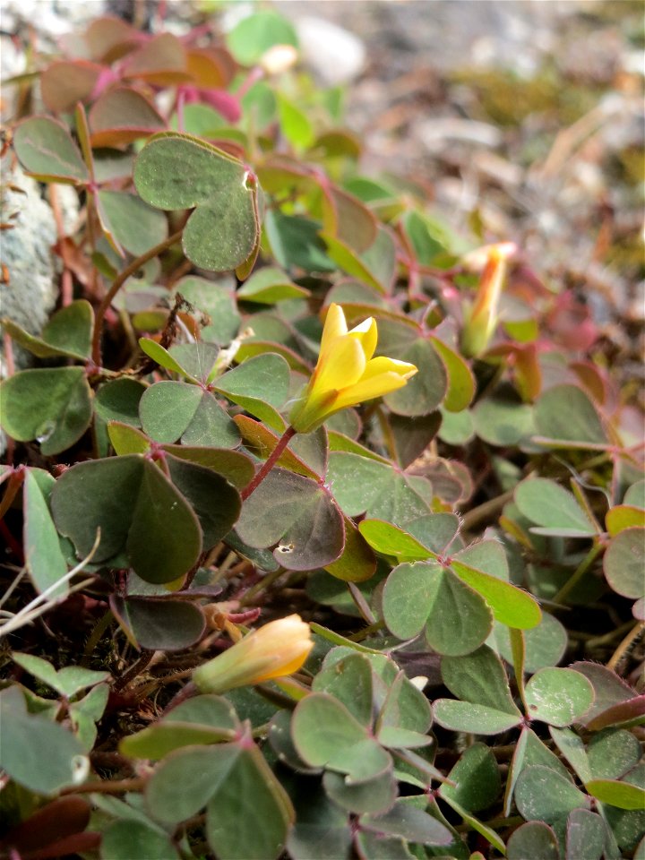 Ritzenbotanik: Horn-Sauerklee (Oxalis corniculata) in Hockenheim