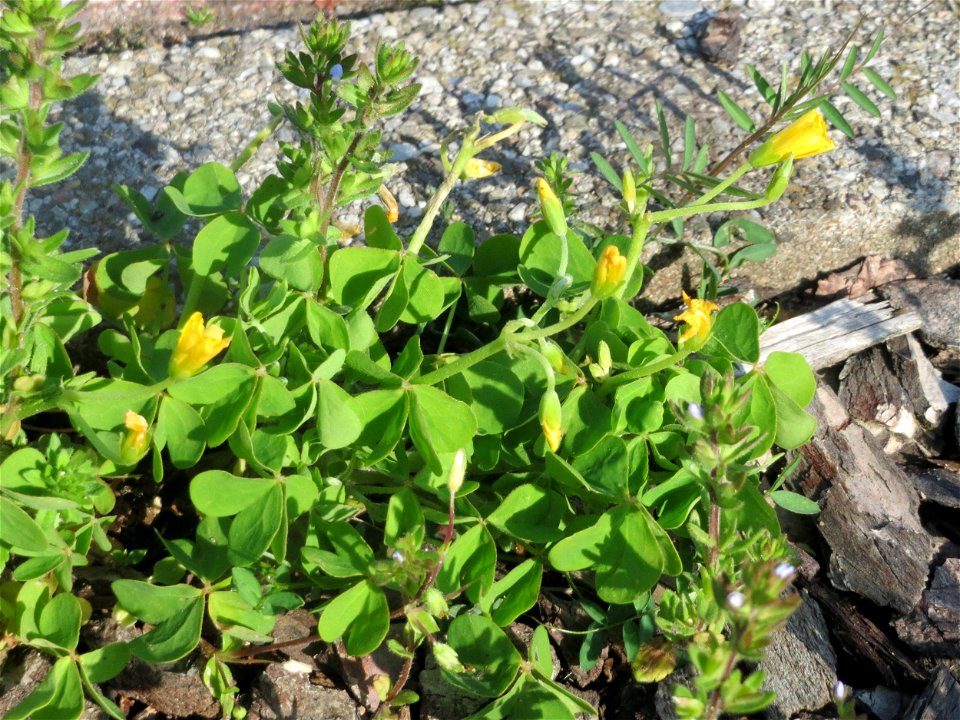 Aufrechter Sauerklee (Oxalis stricta) in Hockenheim - ein Neophyt, nicht so häufig in der Stadt wie der Horn-Sauerklee (Oxalis corniculata)