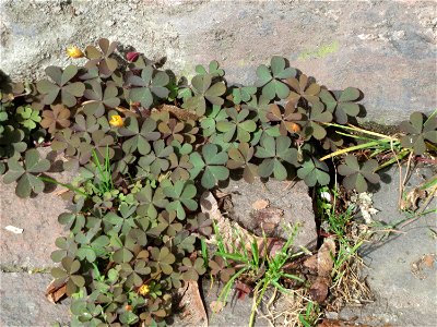 Horn-Sauerklee (Oxalis corniculata) in Saarbrücken