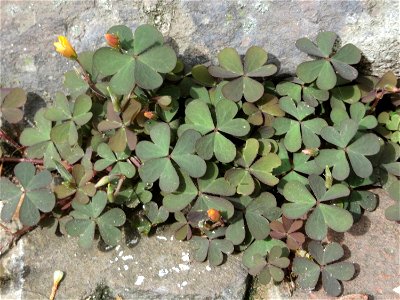 Horn-Sauerklee (Oxalis corniculata) in Saarbrücken