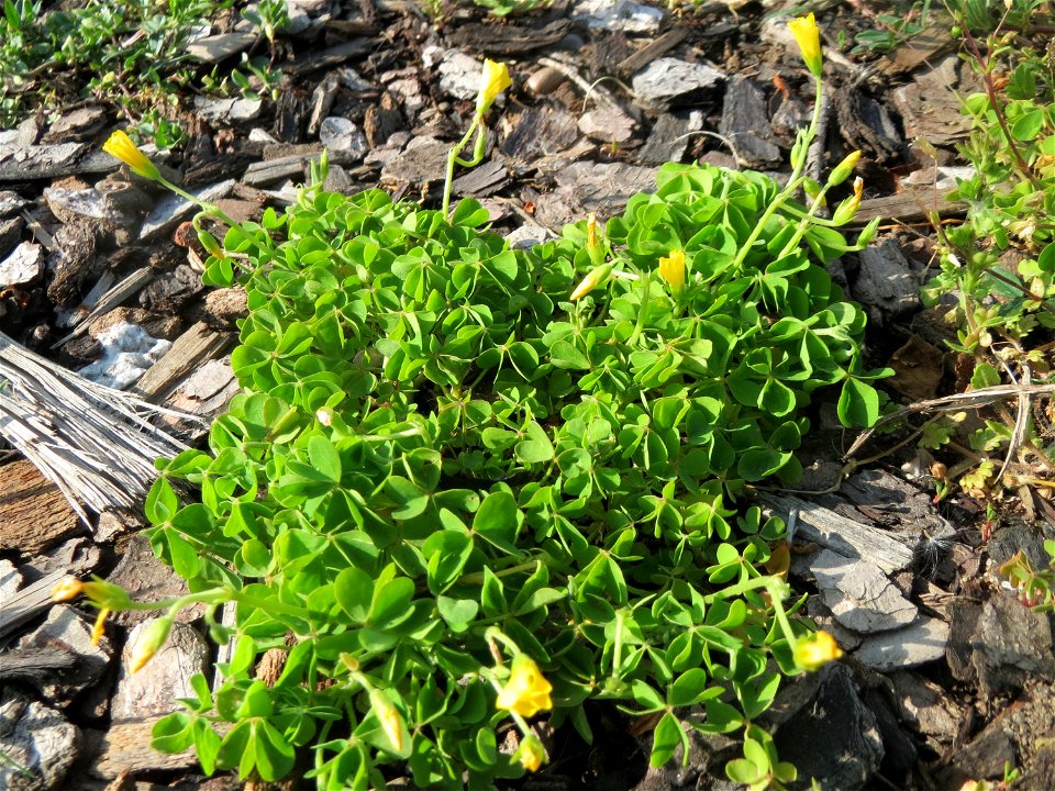 Der erste Aufrechte Sauerklee (Oxalis stricta) in Hockenheim - ein Neophyt, nicht so häufig in der Stadt wie der Horn-Sauerklee (Oxalis corniculata)