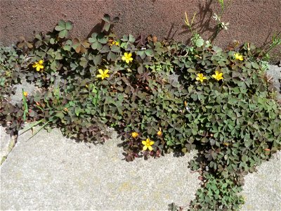 Ritzenbotanik: Horn-Sauerklee (Oxalis corniculata) in Saarbrücken