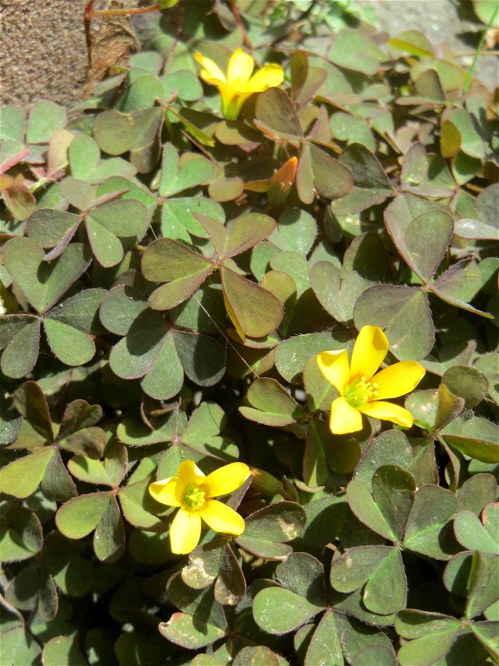 Ritzenbotanik: Horn-Sauerklee (Oxalis corniculata) in Saarbrücken - häufig auf Pflastersteinen