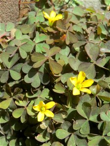 Ritzenbotanik: Horn-Sauerklee (Oxalis corniculata) in Saarbrücken - häufig auf Pflastersteinen