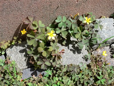Ritzenbotanik: Horn-Sauerklee (Oxalis corniculata) in Saarbrücken