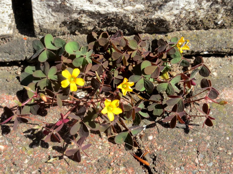 Ritzenbotanik: Horn-Sauerklee (Oxalis corniculata) in Hockenheim