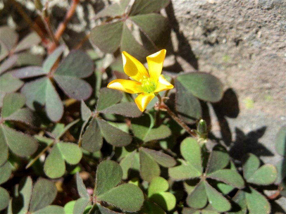 Ritzenbotanik: Horn-Sauerklee (Oxalis corniculata) in Saarbrücken
