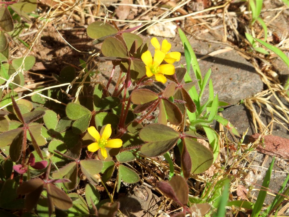 Ritzenbotanik: Horn-Sauerklee (Oxalis corniculata) in Sankt Arnual
