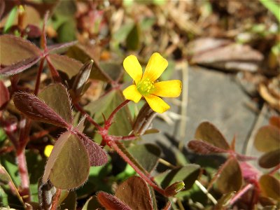 Ritzenbotanik: Horn-Sauerklee (Oxalis corniculata) in Sankt Arnual
