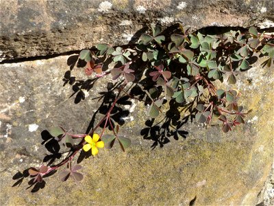 Ritzenbotanik: Horn-Sauerklee (Oxalis corniculata) in Sankt Arnual