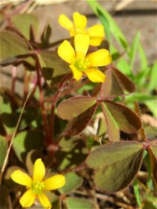Ritzenbotanik: Horn-Sauerklee (Oxalis corniculata) in Sankt Arnual