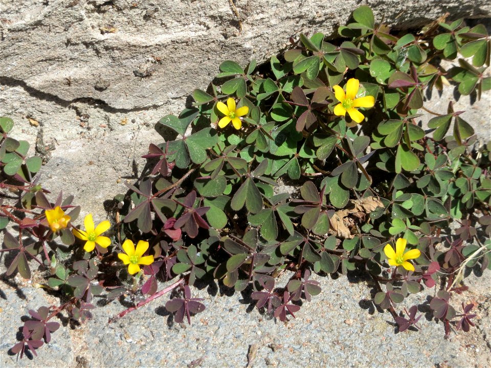 Ritzenbotanik: Horn-Sauerklee (Oxalis corniculata) in Brebach-Fechingen