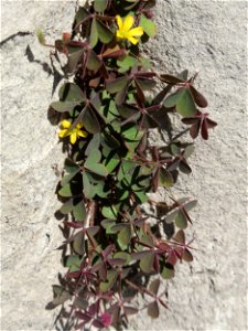 Ritzenbotanik: Horn-Sauerklee (Oxalis corniculata) in Brebach-Fechingen