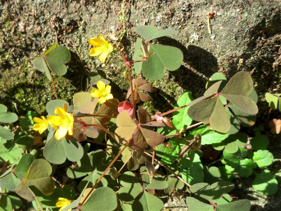Ritzenbotanik: Horn-Sauerklee (Oxalis corniculata) in Sankt Arnual