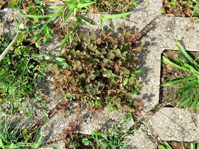 Ritzenbotanik: Horn-Sauerklee (Oxalis corniculata) auf Pflastersteinen in Reilingen