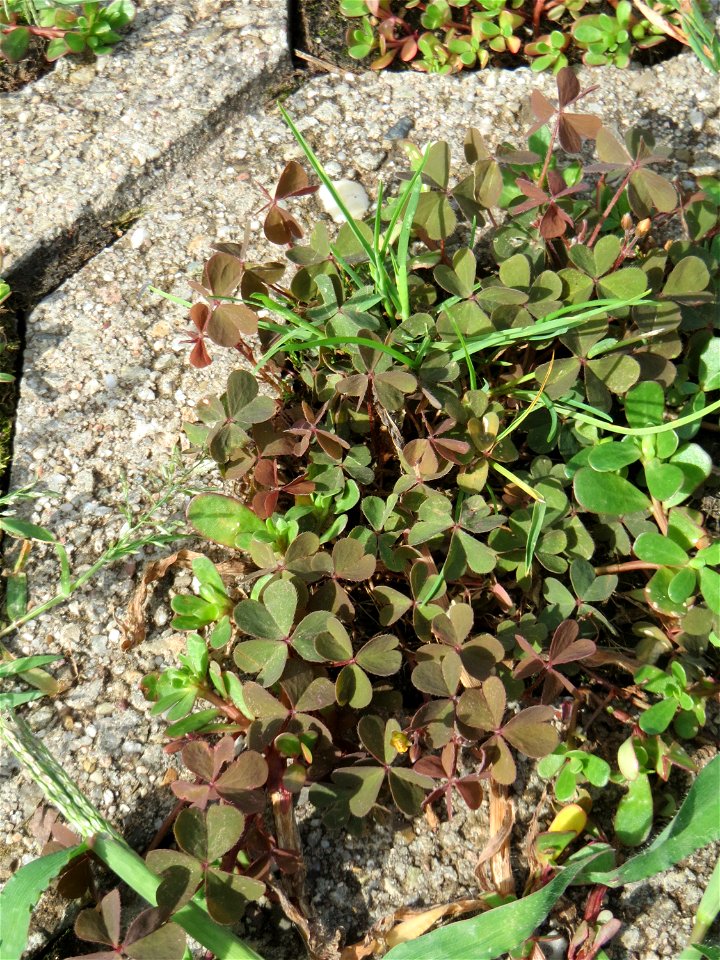 Ritzenbotanik: Horn-Sauerklee (Oxalis corniculata) auf Pflastersteinen in Reilingen