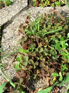 Ritzenbotanik: Horn-Sauerklee (Oxalis corniculata) auf Pflastersteinen in Reilingen