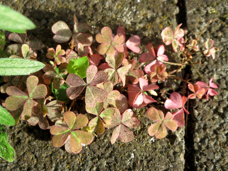 Ritzenbotanik: Horn-Sauerklee (Oxalis corniculata) auf Pflastersteinen in Hockenheim