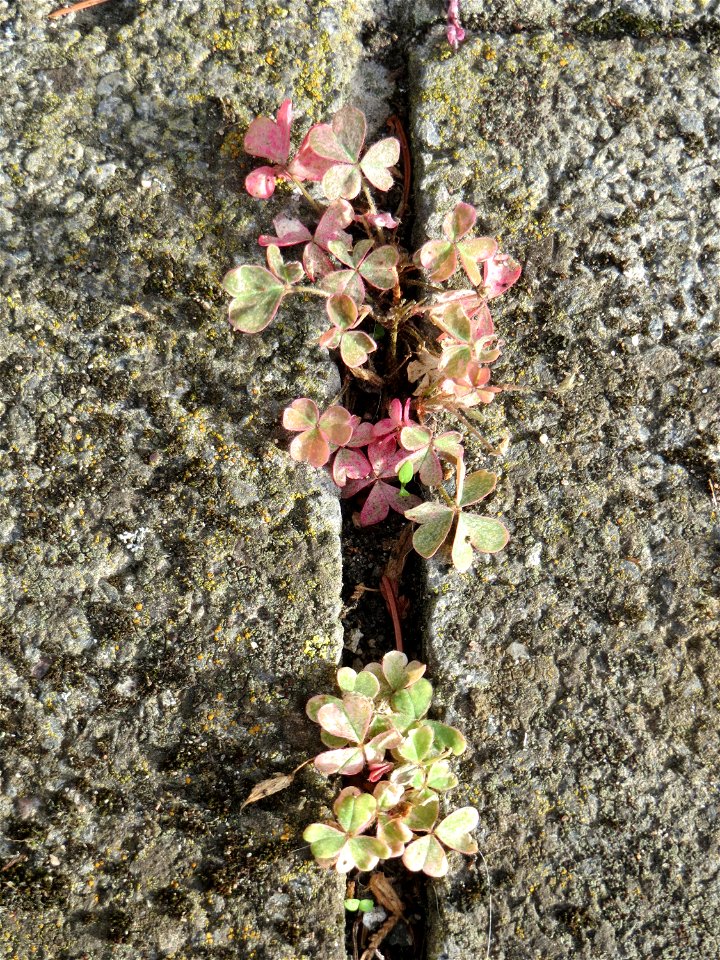 Ritzenbotanik: Horn-Sauerklee (Oxalis corniculata) auf Pflastersteinen in Hockenheim