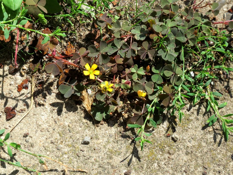 Horn-Sauerklee (Oxalis corniculata) in Saarbrücken
