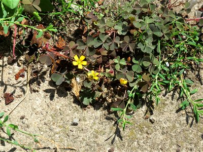 Horn-Sauerklee (Oxalis corniculata) in Saarbrücken