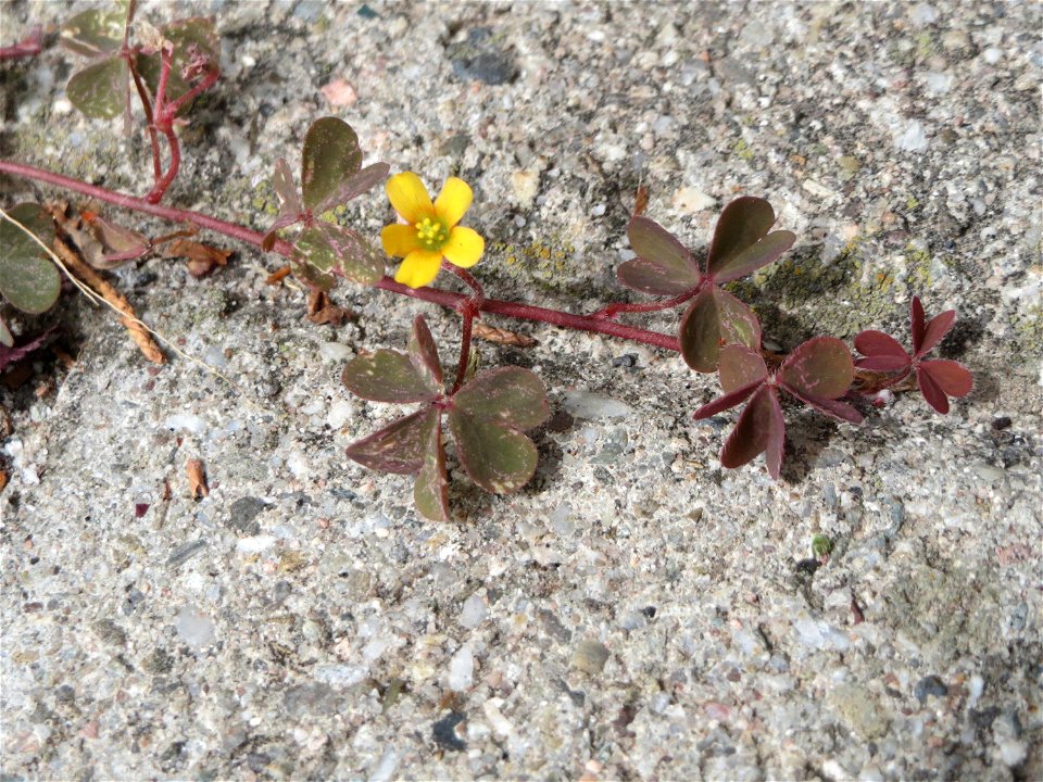 Ritzenbotanik: Horn-Sauerklee (Oxalis corniculata) auf Pflasterstein in Schwetzingen - Ursprung: Mittelmeergebiet