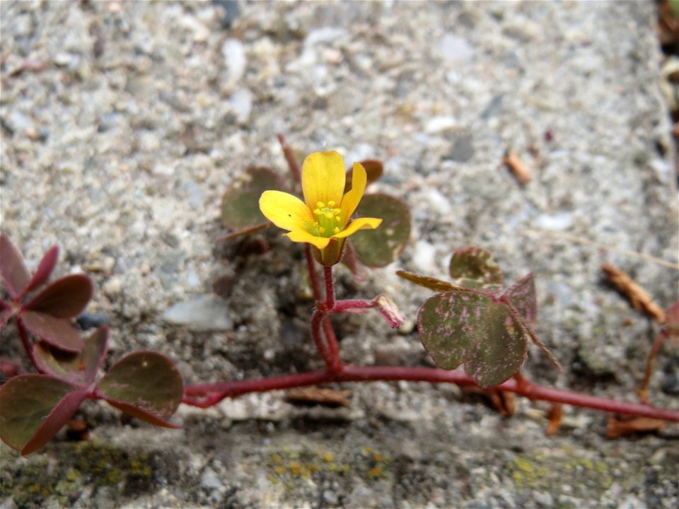 Ritzenbotanik: Horn-Sauerklee (Oxalis corniculata) auf Pflasterstein in Schwetzingen - Ursprung: Mittelmeergebiet