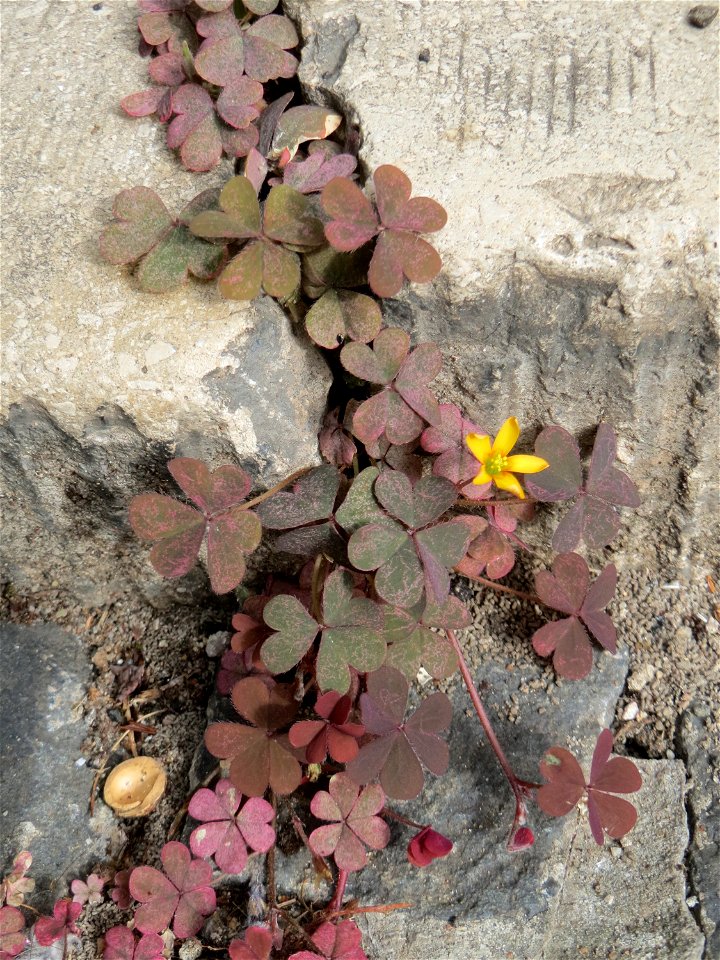 Ritzenbotanik: Horn-Sauerklee (Oxalis corniculata) auf Pflasterstein in Saarbrücken