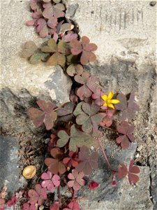 Ritzenbotanik: Horn-Sauerklee (Oxalis corniculata) auf Pflasterstein in Saarbrücken