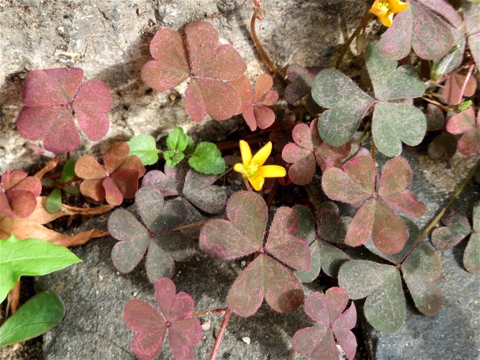 Ritzenbotanik: Horn-Sauerklee (Oxalis corniculata) auf Pflasterstein in Saarbrücken