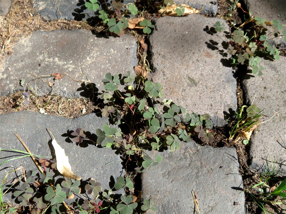 Ritzenbotanik: Horn-Sauerklee (Oxalis corniculata) auf Pflasterstein in Saarbrücken
