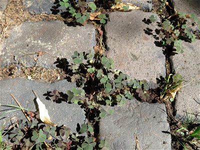 Ritzenbotanik: Horn-Sauerklee (Oxalis corniculata) auf Pflasterstein in Saarbrücken
