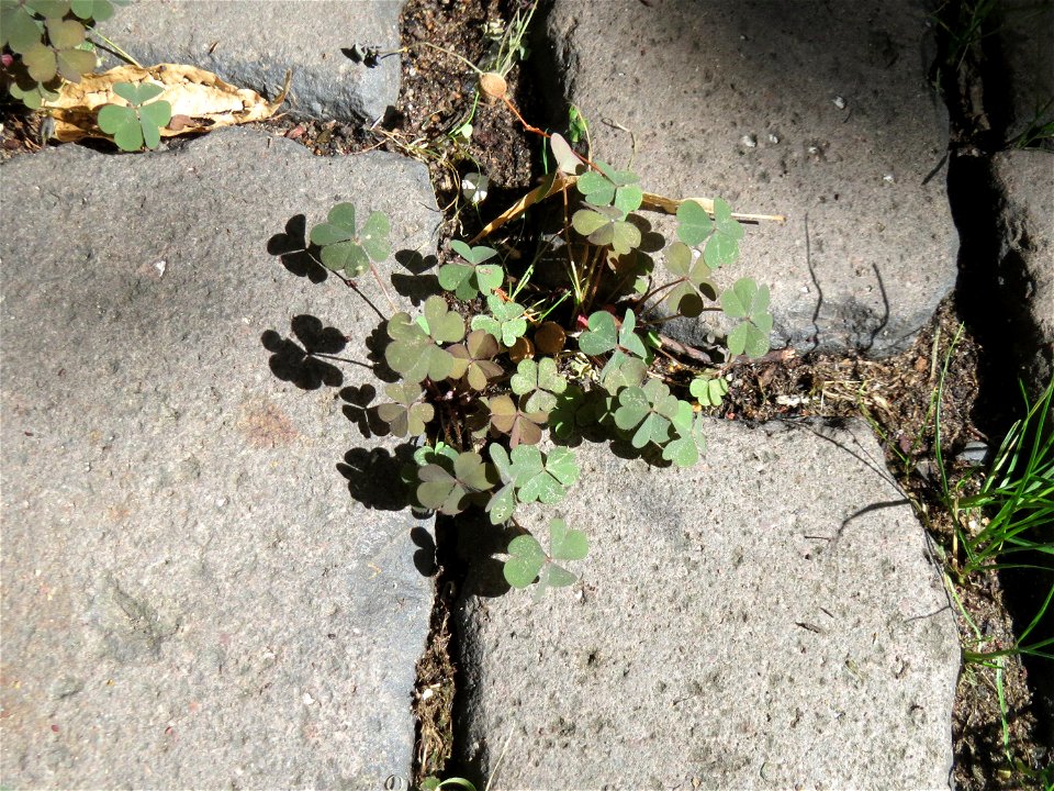 Ritzenbotanik: Horn-Sauerklee (Oxalis corniculata) auf Pflasterstein in Saarbrücken