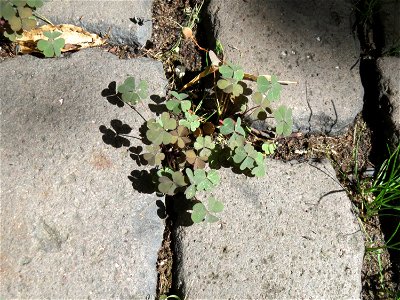 Ritzenbotanik: Horn-Sauerklee (Oxalis corniculata) auf Pflasterstein in Saarbrücken