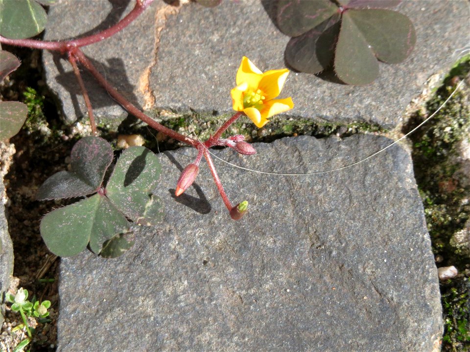 Ritzenbotanik: Horn-Sauerklee (Oxalis corniculata) auf Pflasterstein in Saarbrücken