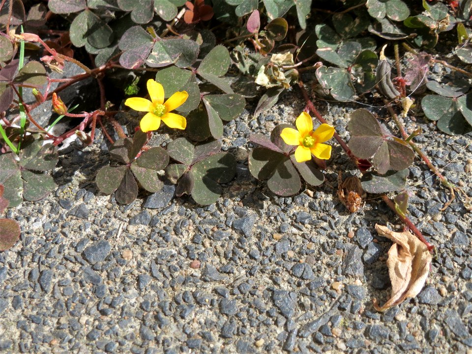 Ritzenbotanik: Horn-Sauerklee (Oxalis corniculata) auf Pflasterstein in Saarbrücken