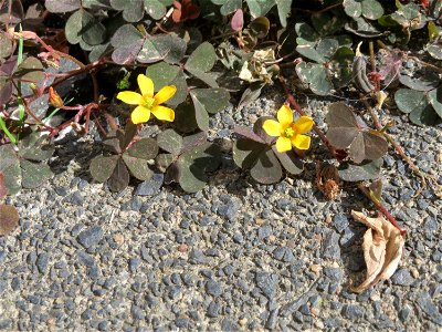 Ritzenbotanik: Horn-Sauerklee (Oxalis corniculata) auf Pflasterstein in Saarbrücken