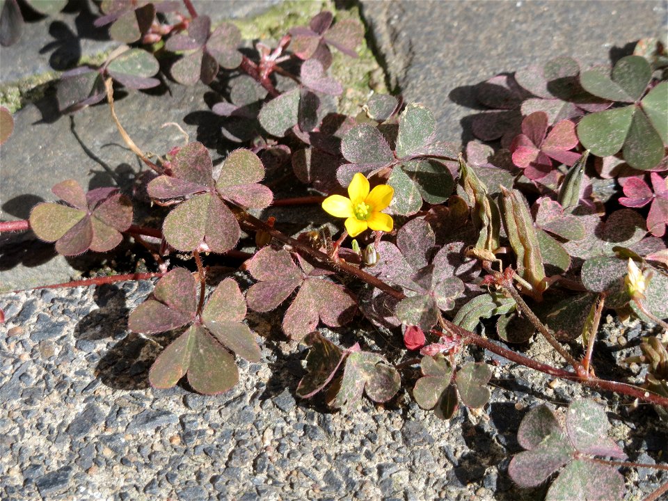 Ritzenbotanik: Horn-Sauerklee (Oxalis corniculata) auf Pflasterstein in Saarbrücken