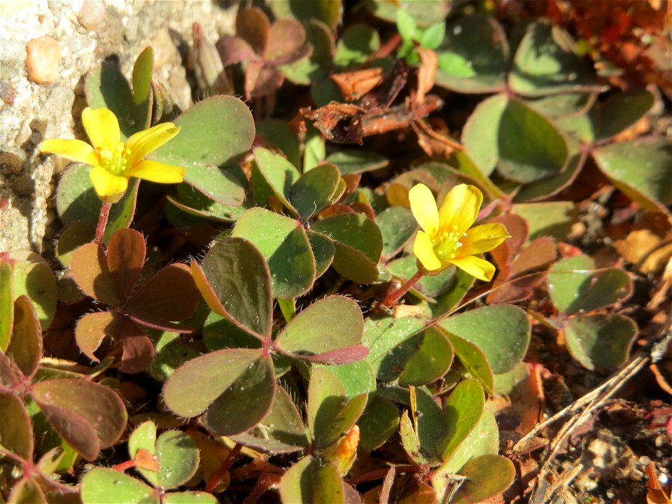 Horn-Sauerklee (Oxalis corniculata) in Oftersheim - ursprünglich aus dem Mittelmeergebiet, wächst hier meist nur auf Gehwegen und Straßenrändern innerhalb von geschlossenen Ortschaften