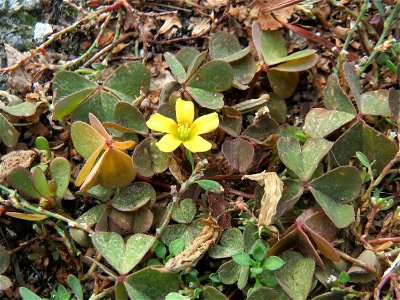 Horn-Sauerklee (Oxalis corniculata) in Schwetzingen - Ursprung: Mittelmeergebiet