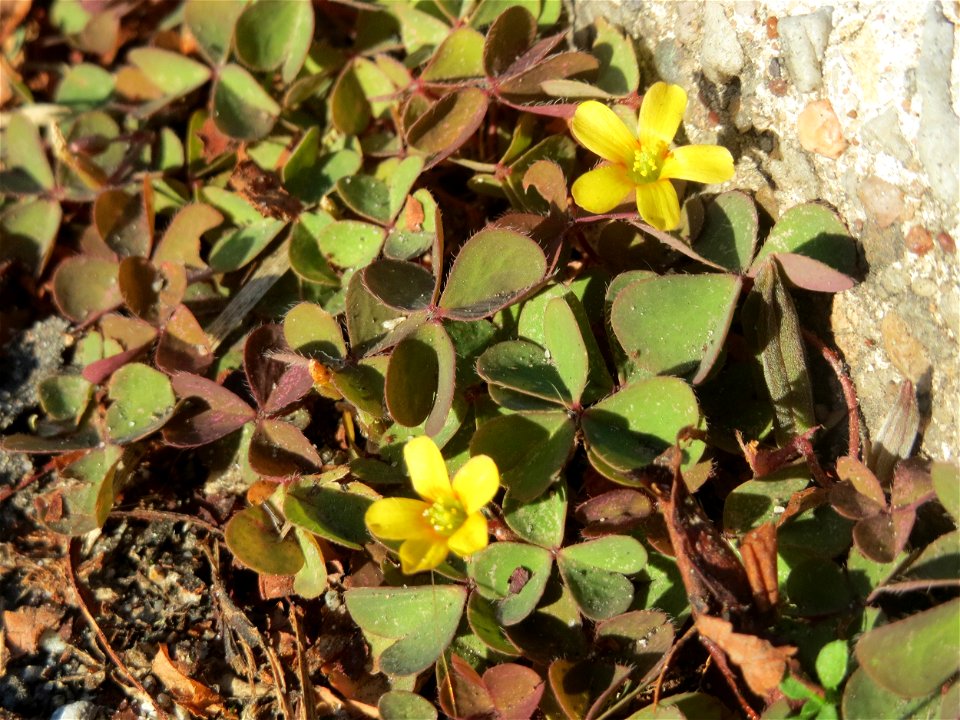 Horn-Sauerklee (Oxalis corniculata) in Oftersheim - ursprünglich aus dem Mittelmeergebiet, wächst hier meist nur auf Gehwegen und Straßenrändern innerhalb von geschlossenen Ortschaften