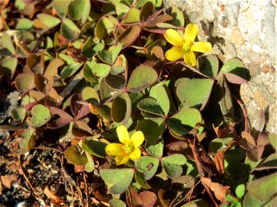 Horn-Sauerklee (Oxalis corniculata) in Oftersheim - ursprünglich aus dem Mittelmeergebiet, wächst hier meist nur auf Gehwegen und Straßenrändern innerhalb von geschlossenen Ortschaften