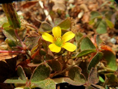 Horn-Sauerklee (Oxalis corniculata) in Schwetzingen - Ursprung: Mittelmeergebiet