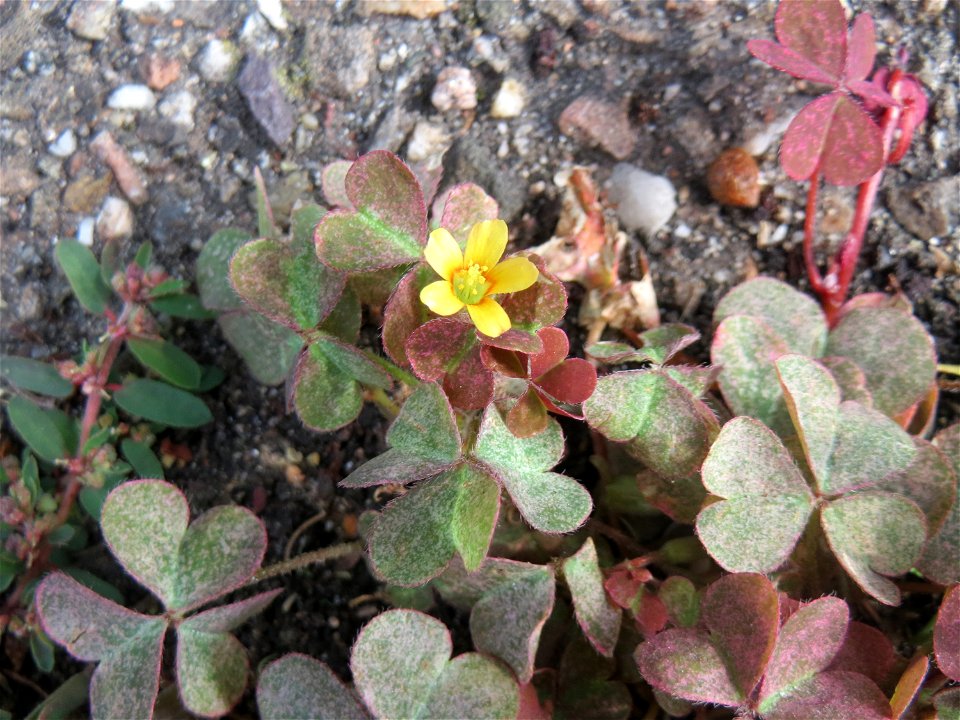 Horn-Sauerklee (Oxalis corniculata) in Hockenheim